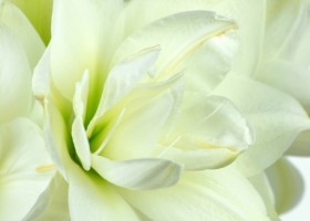 hippeastrum Akiko (2)